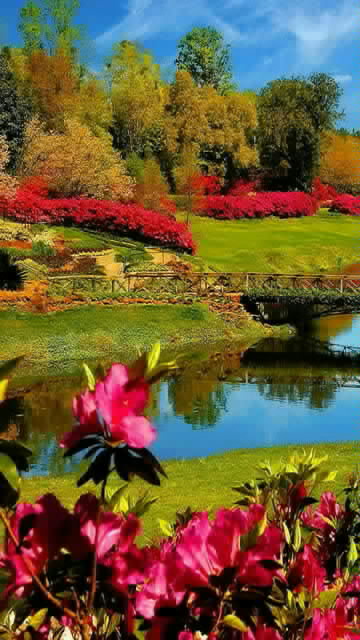 foto fondo de pantalla descarga gratuita,paisaje natural,naturaleza,reflexión,jardín botánico,estanque