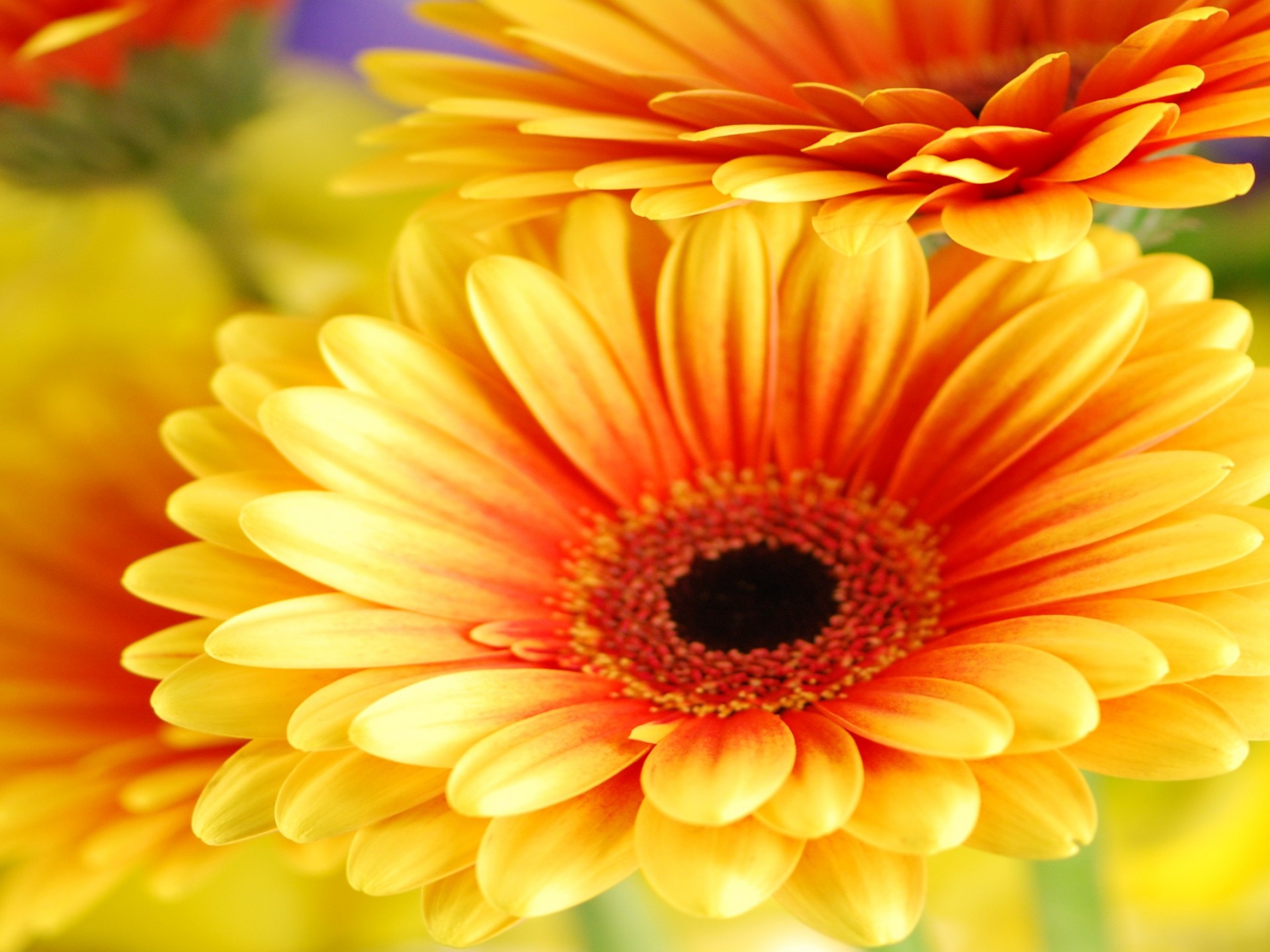 foto fondo de pantalla descarga gratuita,flor,planta floreciendo,margarita barberton,pétalo,gerbera