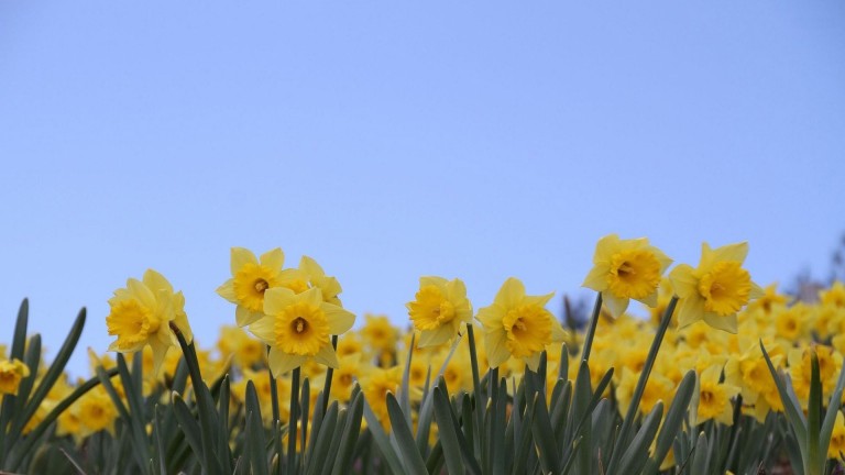 foto fondo de pantalla descarga gratuita,flor,amarillo,cielo,planta,paisaje natural