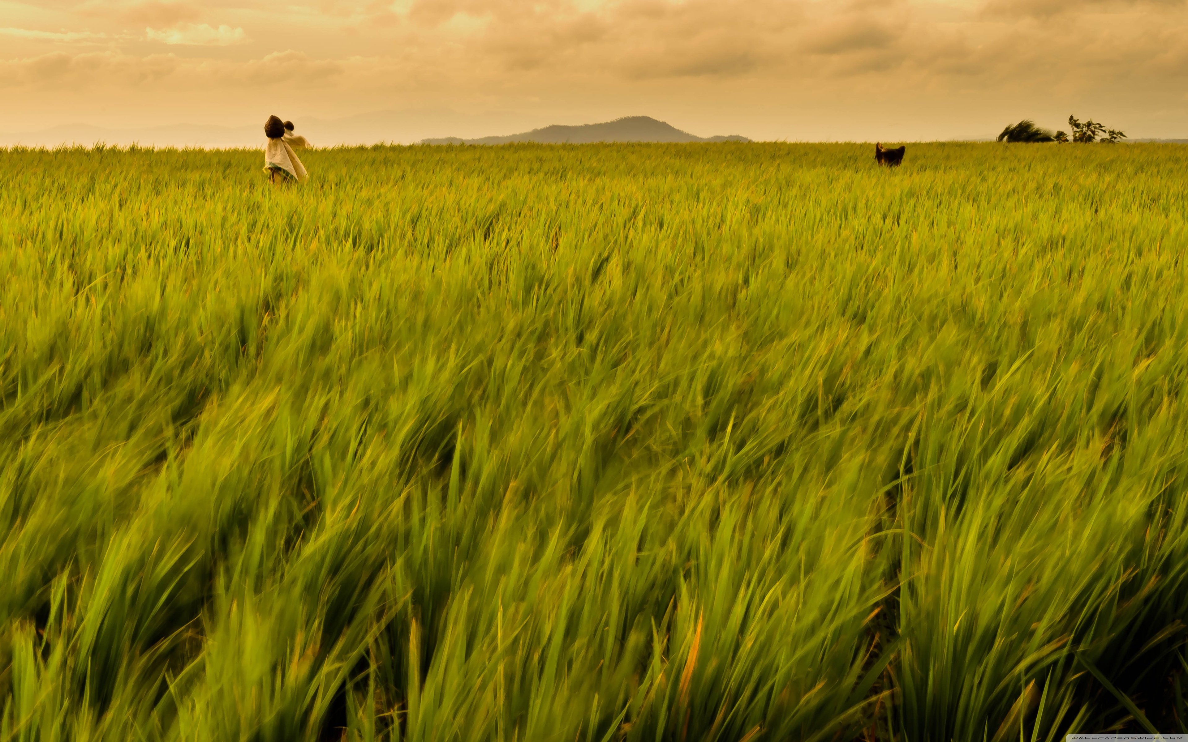 maison fonds d'écran philippines,champ,agriculture,rizière,surgir,vert