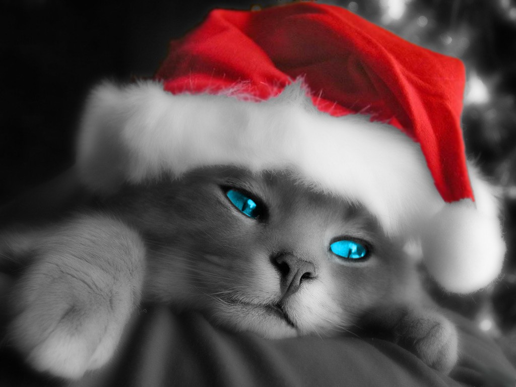 かわいい壁紙クリスマス ネコ 青い ネコ科 ひげ 中型から中型の猫 Wallpaperuse