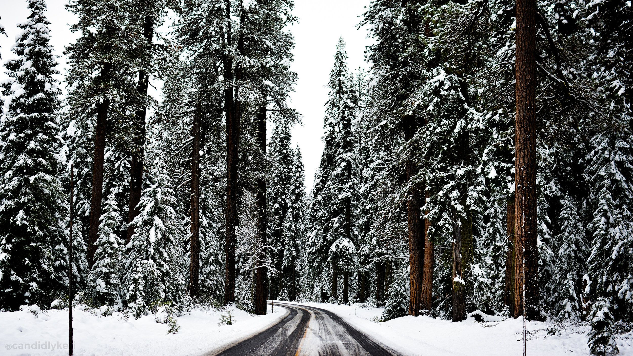 macbook navidad fondo de pantalla,nieve,árbol,invierno,bosque de abeto abeto,bosque