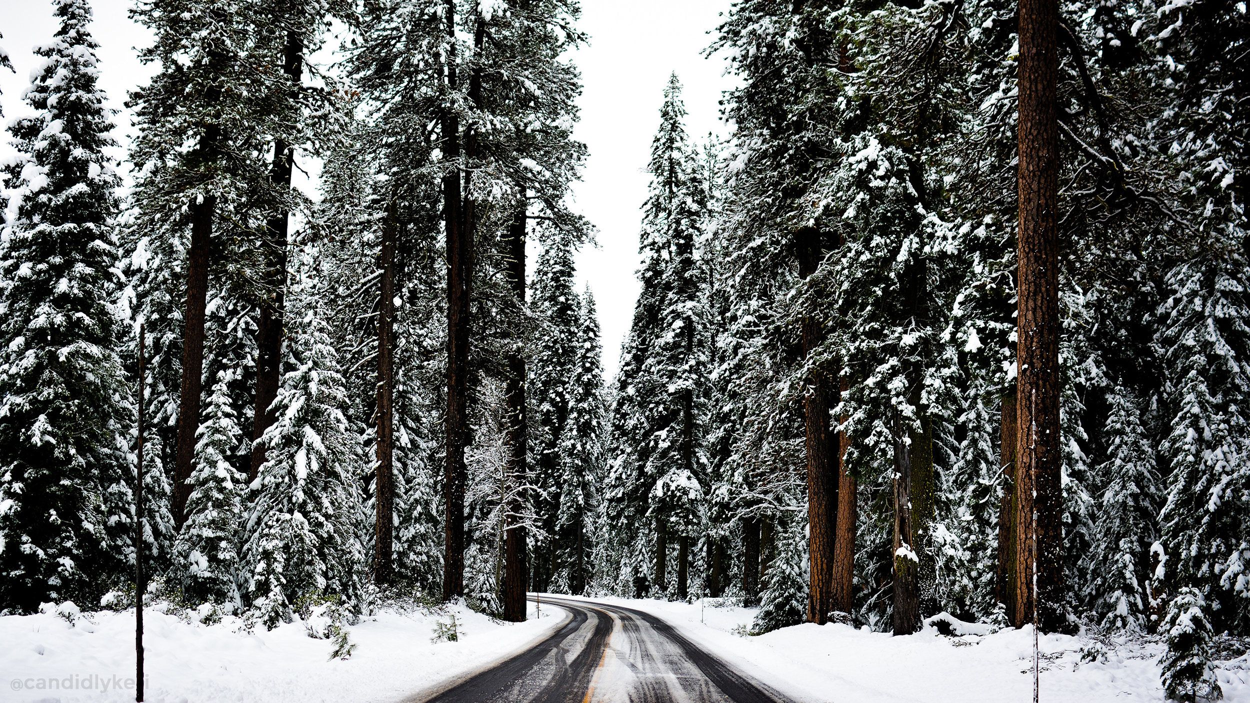 fond d'écran de noël macbook,neige,arbre,hiver,forêt de sapins et d'épinettes,forêt