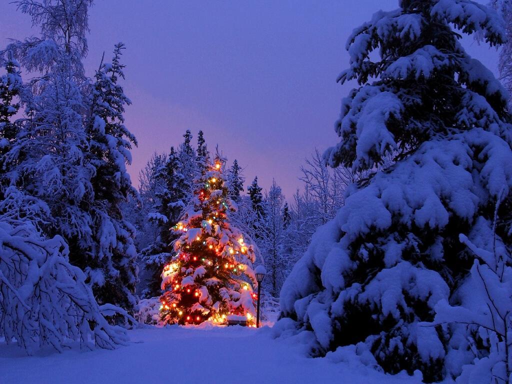 christmas tree desktop wallpaper,winter,snow,shortleaf black spruce,tree,balsam fir