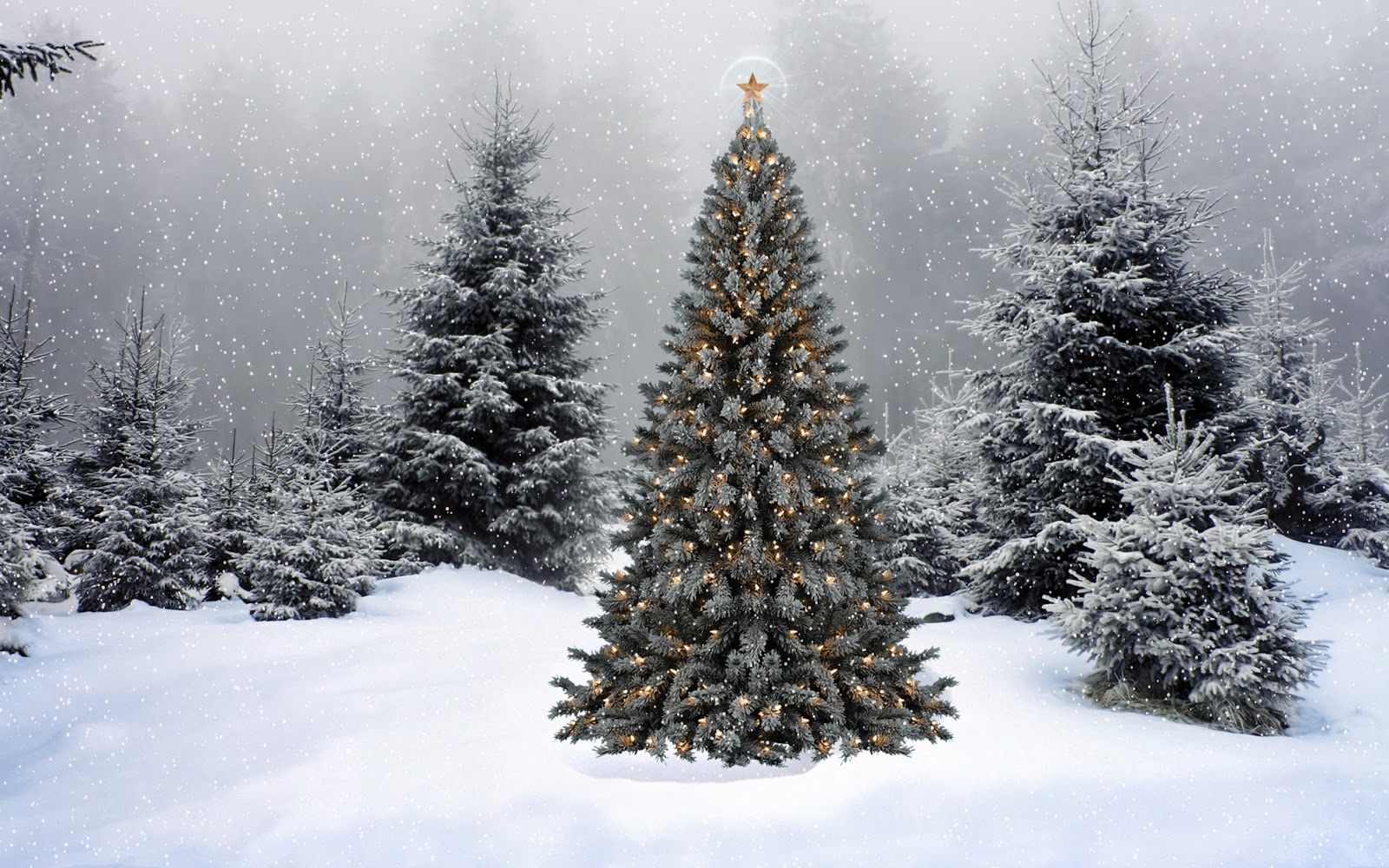 クリスマスツリーデスクトップ壁紙,ショートリーフブラックスプルース,雪,木,冬,コロラドスプルース