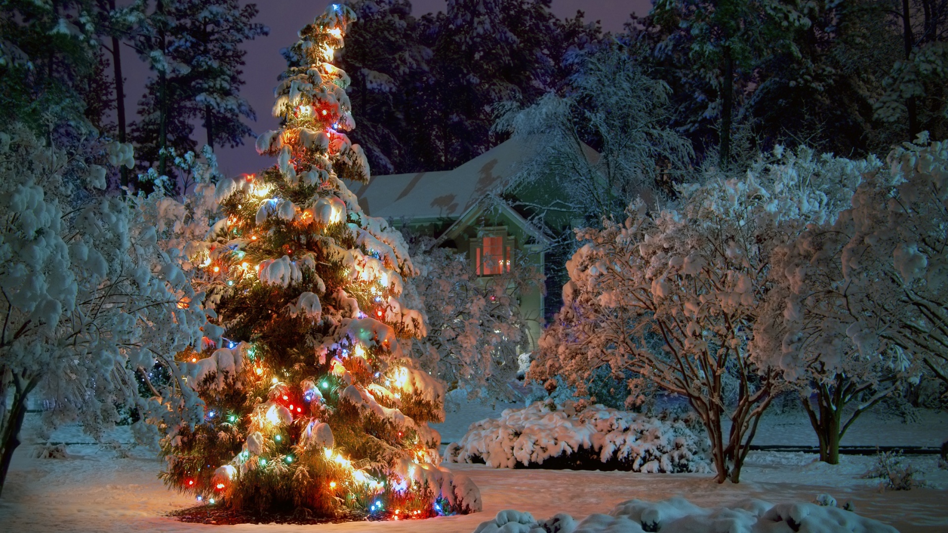 albero di natale sfondo del desktop,albero di natale,albero,decorazione natalizia,natale,luci di natale