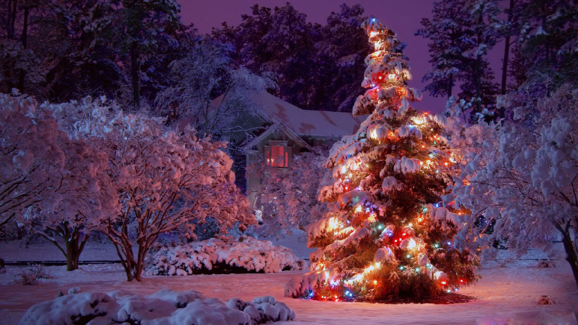christmas tree desktop wallpaper,christmas tree,tree,nature,winter,snow
