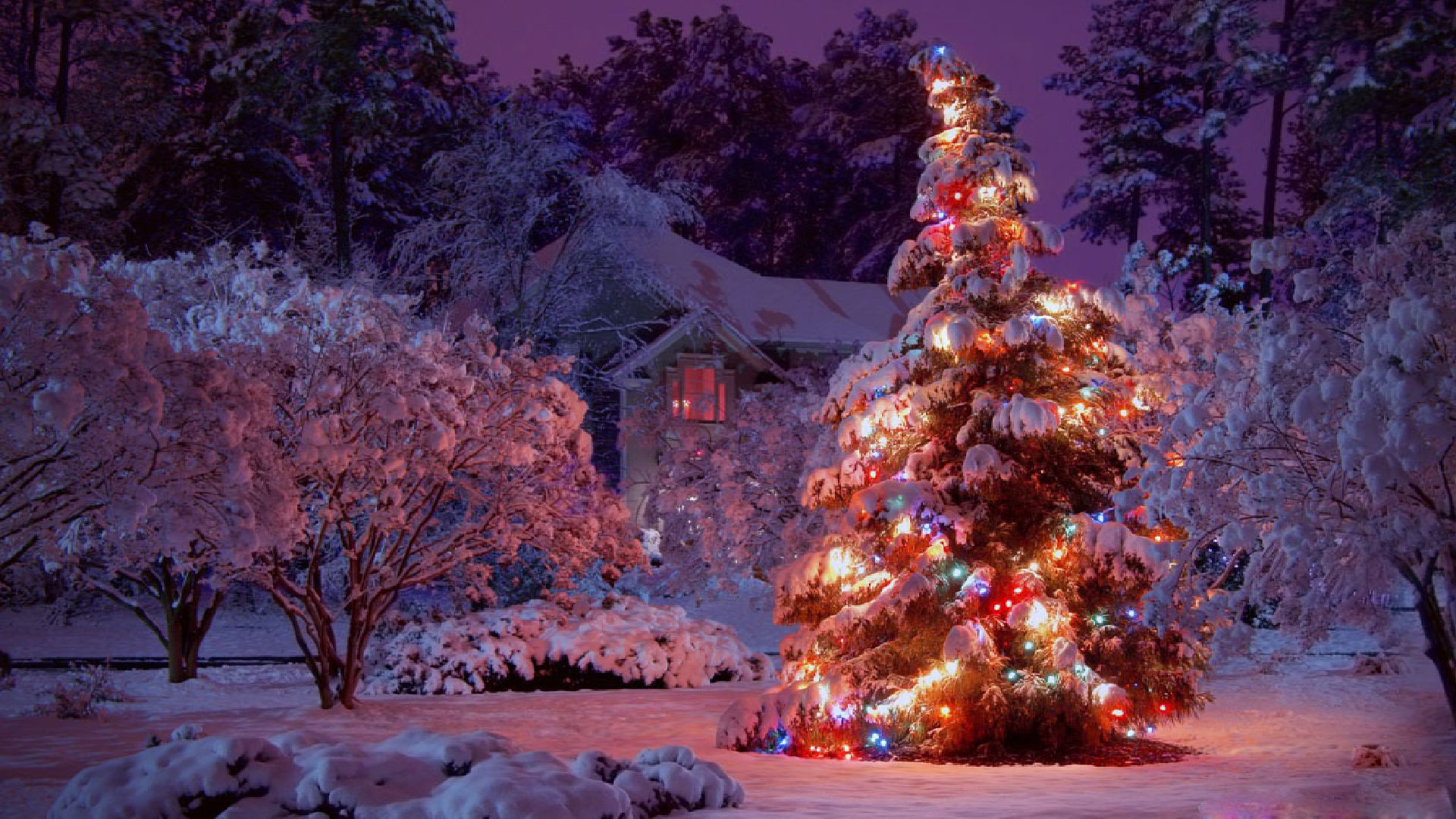 albero di natale sfondo del desktop,albero di natale,albero,natura,inverno,neve