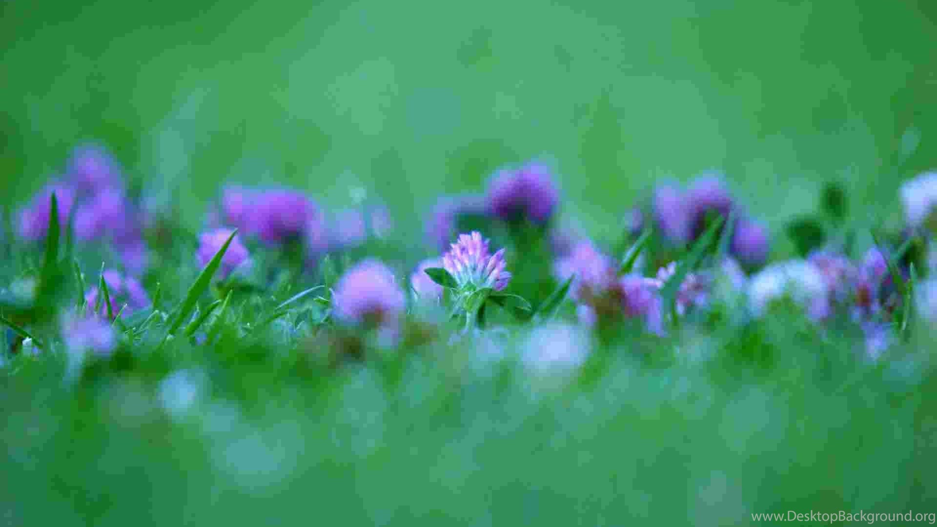 fondo de pantalla bmp,flor,planta floreciendo,planta,verde,pétalo