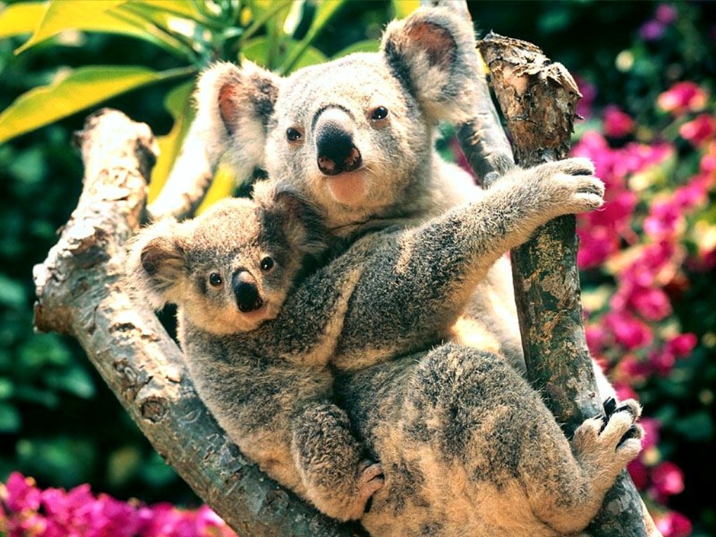 lindo fondo de pantalla de koala,coala,animal terrestre,marsupial,hocico,fauna silvestre