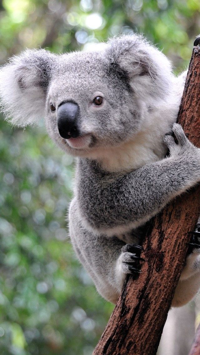 かわいいコアラの壁紙,コアラ,陸生動物,有袋類,鼻,野生動物