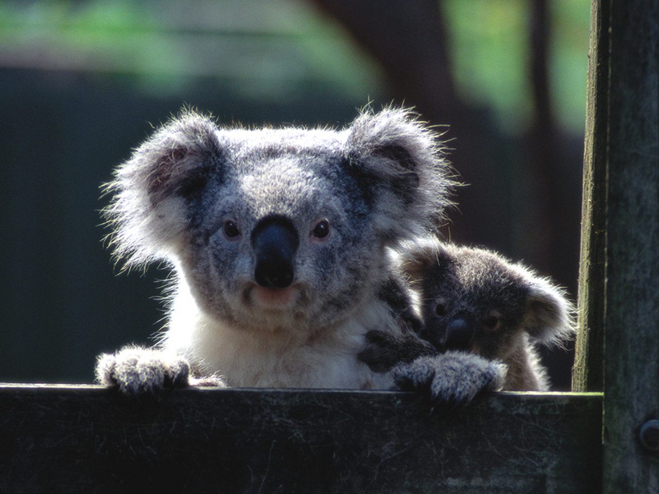 cute koala wallpaper,koala,vertebrate,mammal,terrestrial animal,marsupial