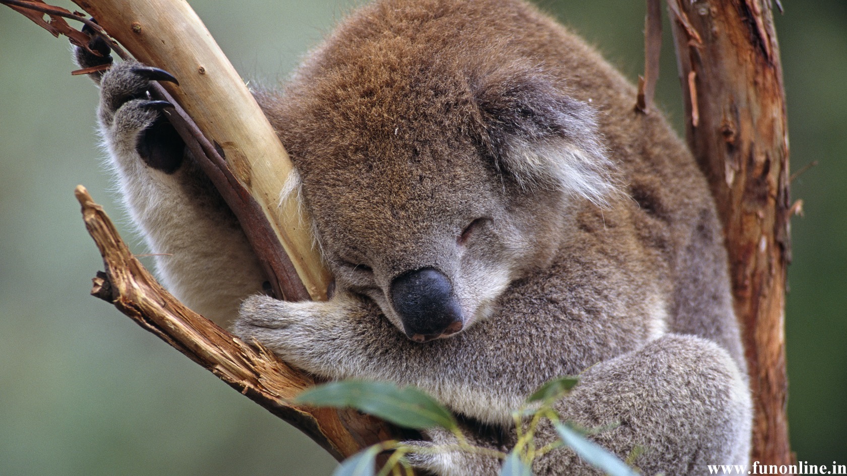かわいいコアラの壁紙,コアラ,陸生動物,有袋類,野生動物,鼻
