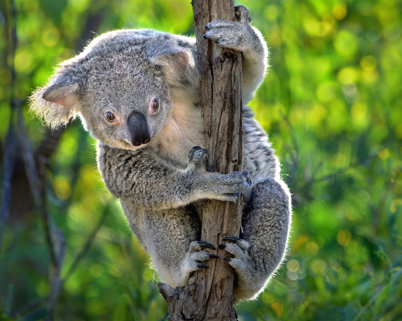 cute koala wallpaper,koala,vertebrate,mammal,terrestrial animal