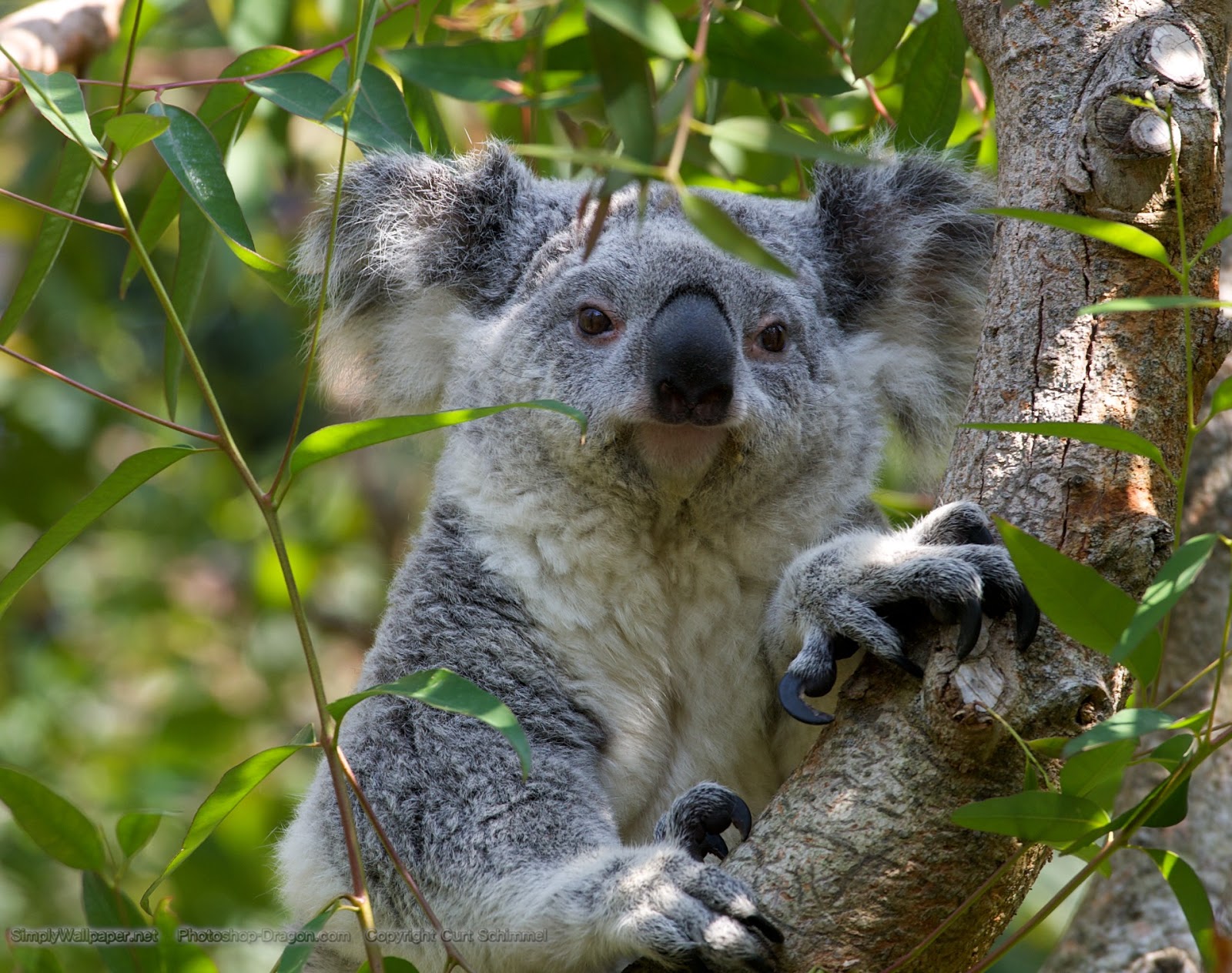 fond d'écran mignon koala,koala,animal terrestre,marsupial,faune,museau