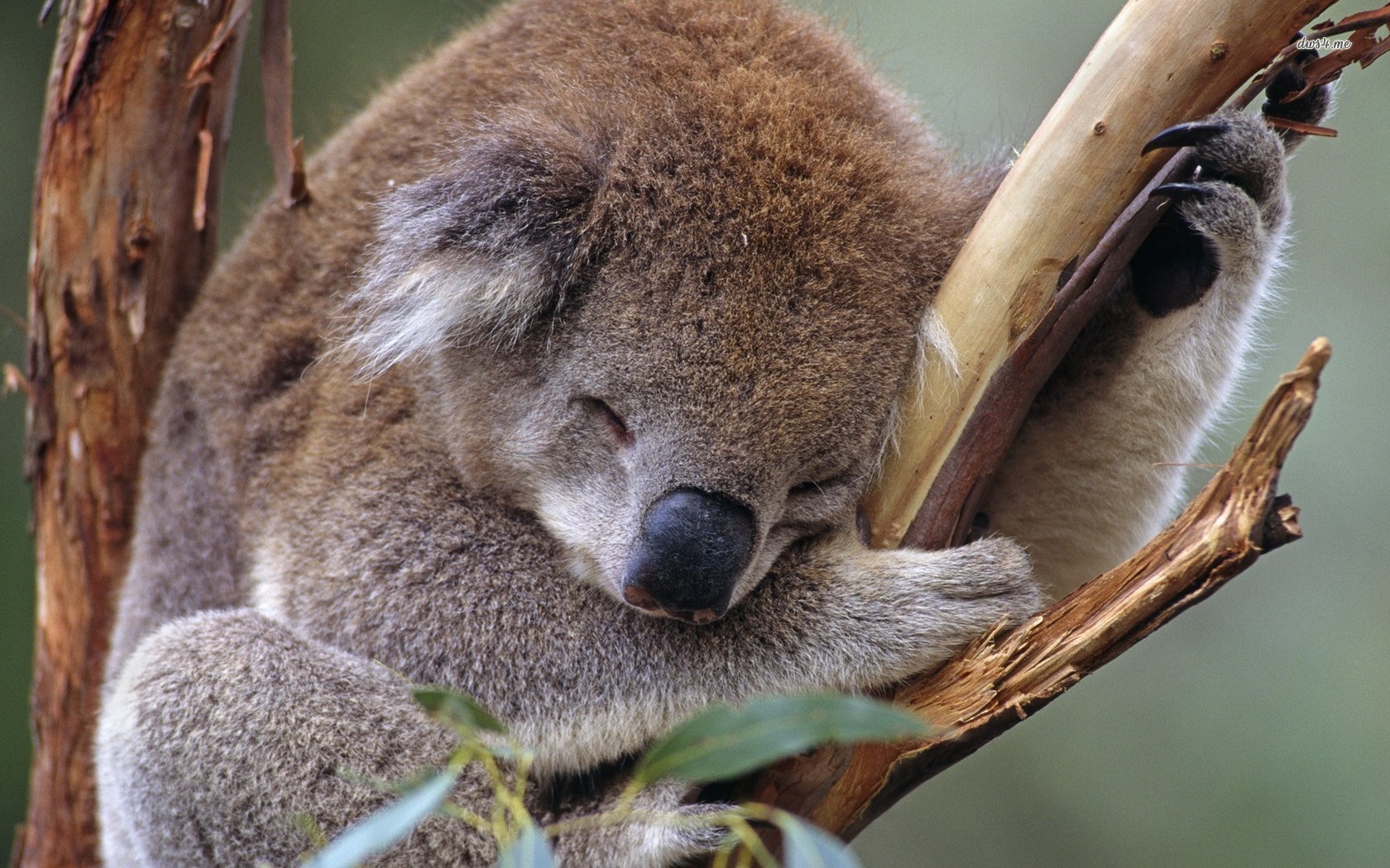 süße koala tapete,koala,landtier,beuteltier,tierwelt,schnauze