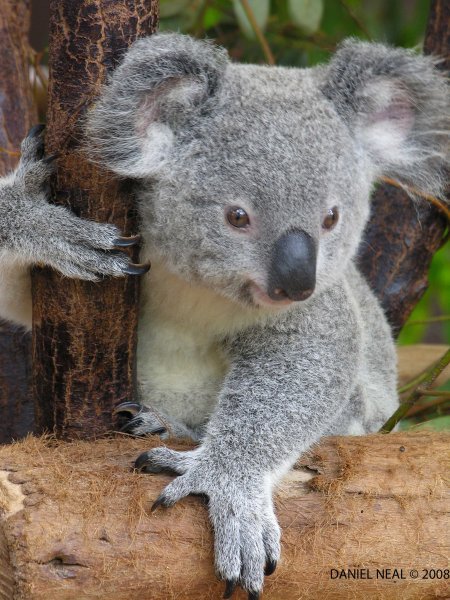 fond d'écran mignon koala,koala,animal terrestre,marsupial,museau,faune