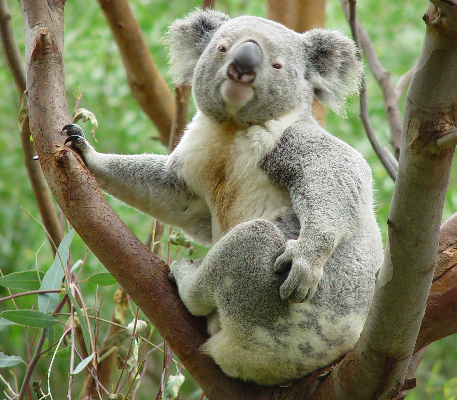 fond d'écran mignon koala,animal terrestre,koala,marsupial,museau,faune