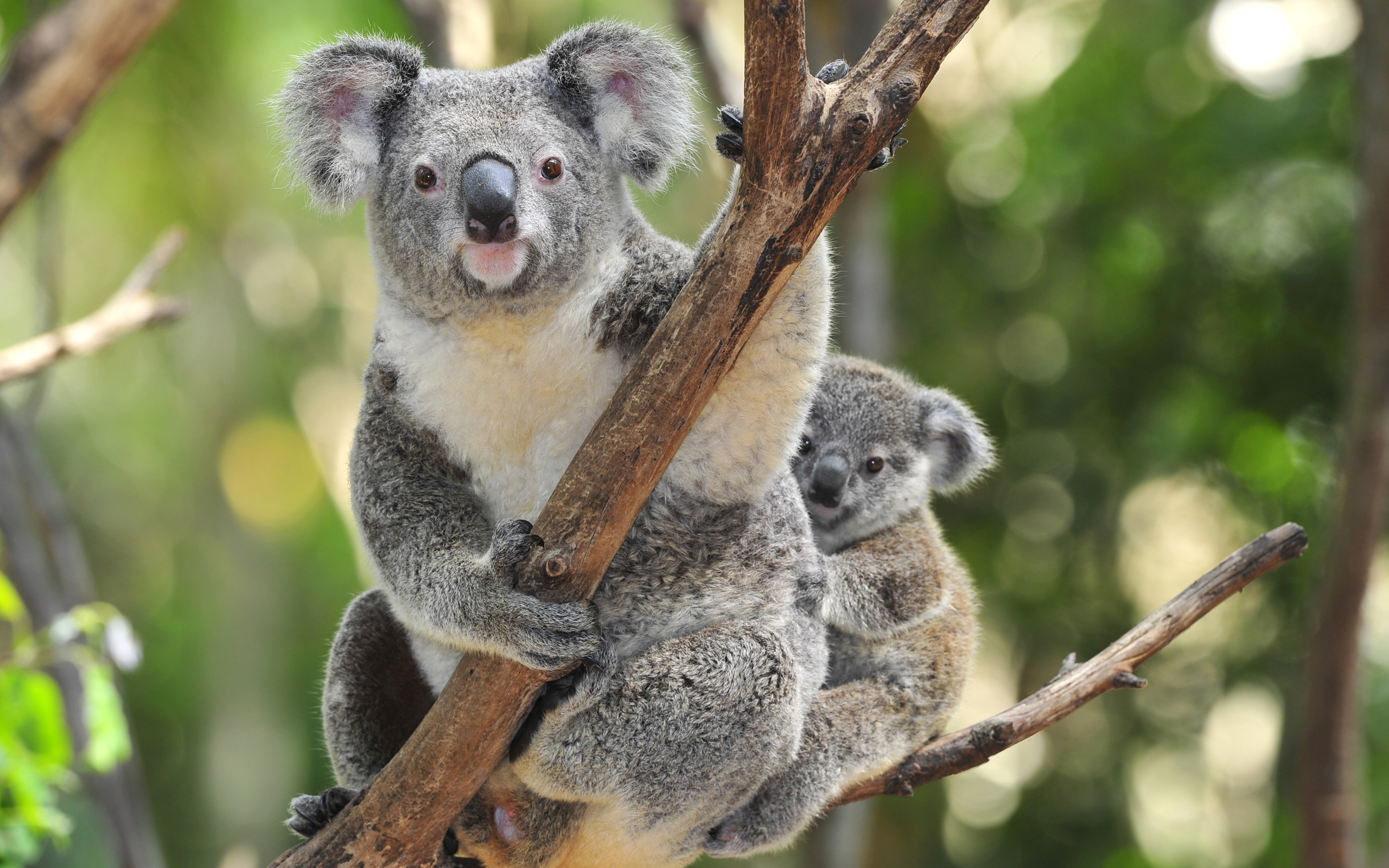 süße koala tapete,koala,landtier,beuteltier,tierwelt,schnauze