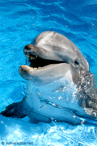 delfines fondo de pantalla para iphone,delfín nariz de botella común,delfín,delfín nariz de botella,delfín común de pico corto,mamífero marino