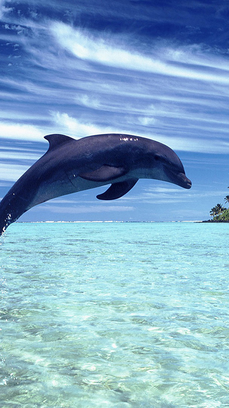 dolphin iphone wallpaper,dolphin,bottlenose dolphin,common bottlenose dolphin,marine mammal,short beaked common dolphin
