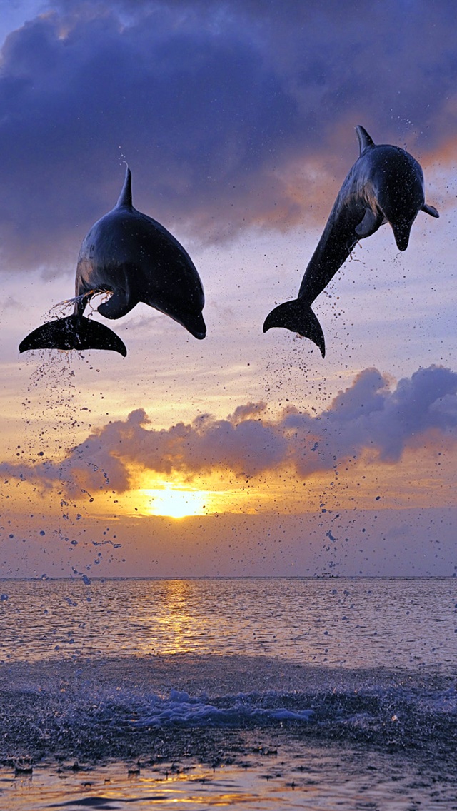 delphin iphone wallpaper,delfin,tümmler,gemeiner tümmler,meeressäugetier,kurzschnabel delphin