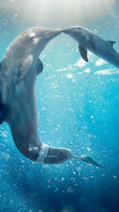dolphin iphone wallpaper,marine biology,marine mammal,dolphin,bottlenose dolphin,water
