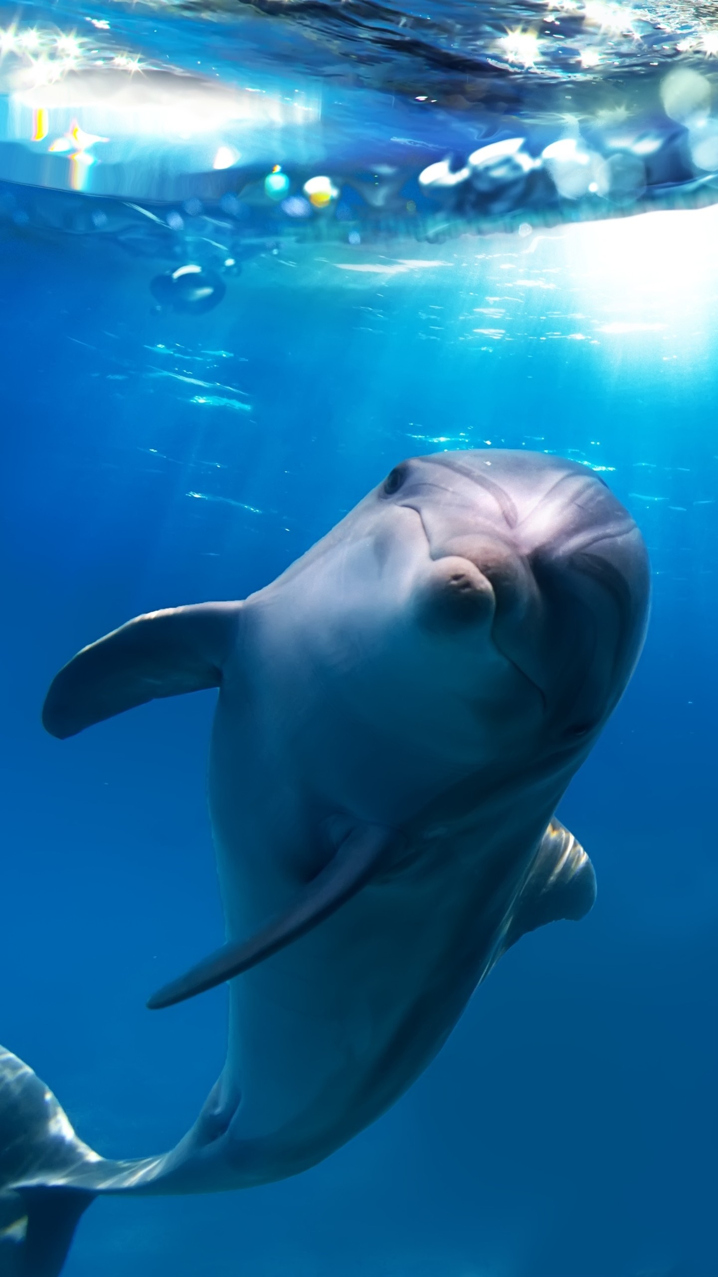 dolphin iphone wallpaper,vertebrate,marine mammal,common bottlenose dolphin,marine biology,cetacea