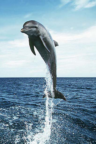 delphin iphone wallpaper,delfin,meeressäugetier,tümmler,kurzschnabel delphin,springen