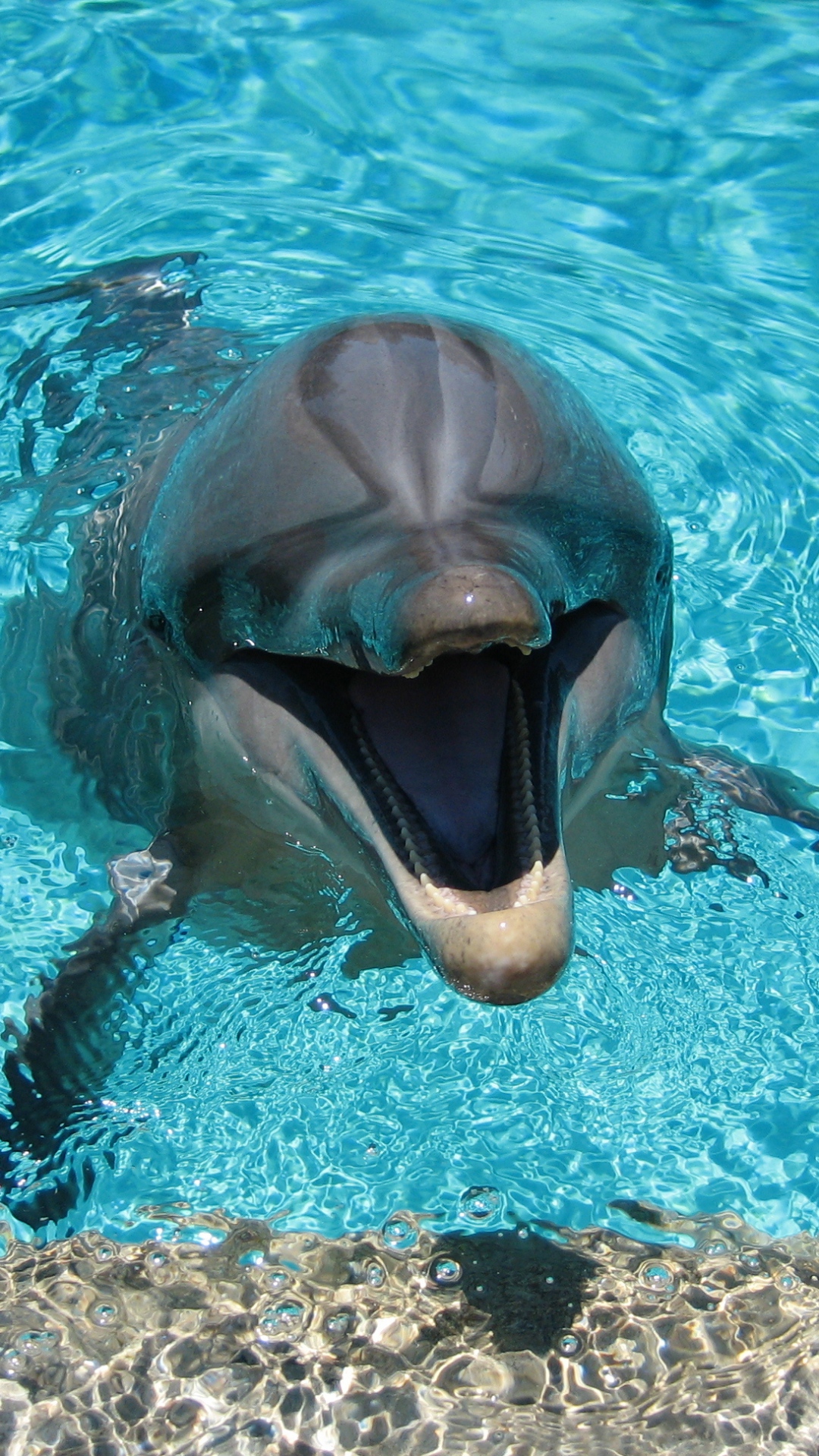 dolphin iphone wallpaper,vertebrate,common bottlenose dolphin,dolphin,bottlenose dolphin,short beaked common dolphin