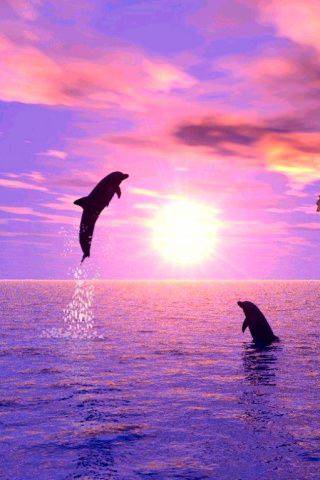 delphin iphone wallpaper,delfin,tümmler,meeressäugetier,himmel,ozean