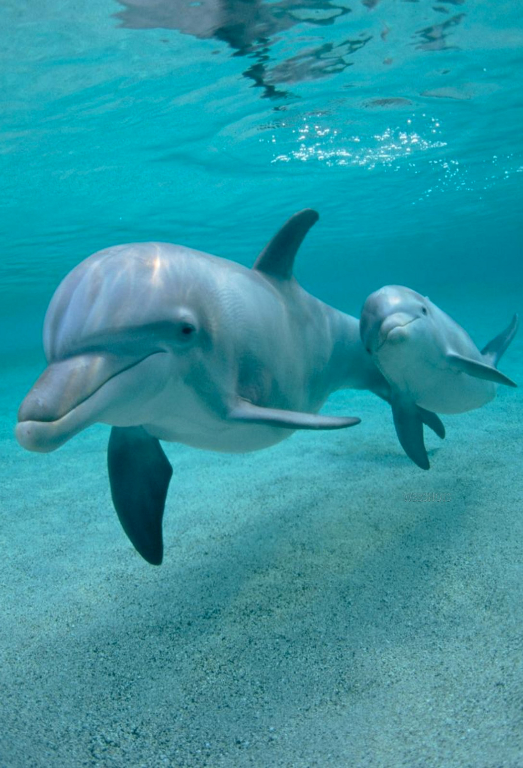 delfines fondo de pantalla para iphone,delfín nariz de botella común,delfín,delfín nariz de botella,mamífero marino,delfín común de pico corto