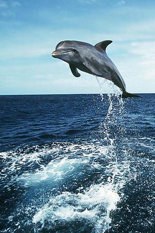 dolphin iphone wallpaper,dolphin,bottlenose dolphin,common bottlenose dolphin,short beaked common dolphin,jumping