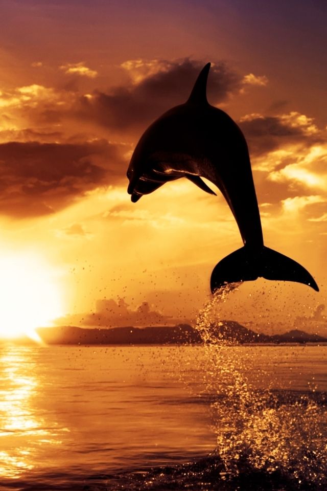 delphin iphone wallpaper,delfin,tümmler,springen,gemeiner tümmler,meeressäugetier