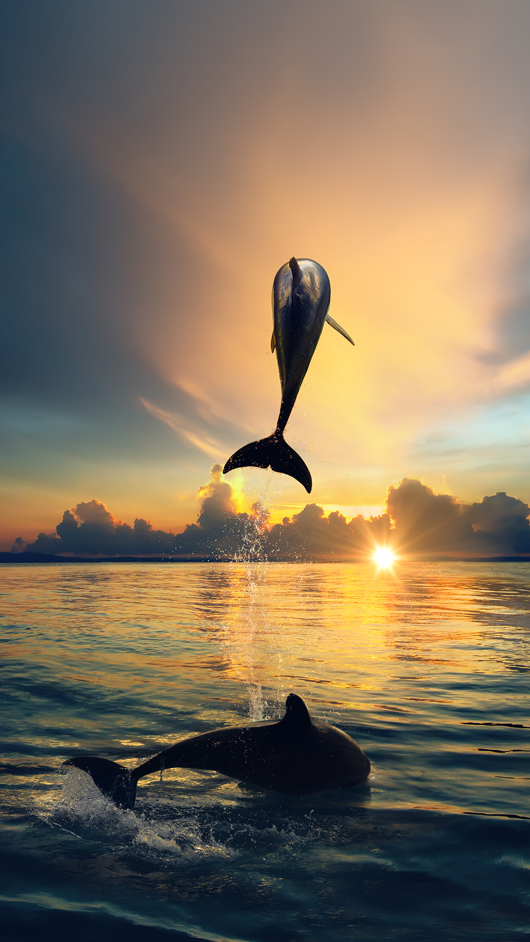 fond d'écran iphone dauphin,dauphin,grand dauphin,mammifère marin,grand dauphin commun,l'eau