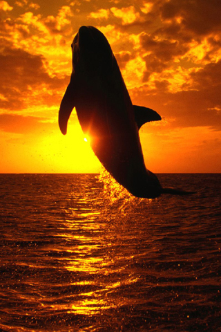 fond d'écran iphone dauphin,dauphin,mammifère marin,grand dauphin,ciel,le coucher du soleil