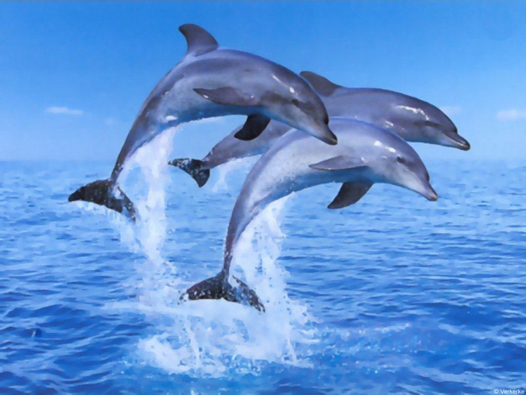 dolphin wallpaper free download,common bottlenose dolphin,dolphin,short beaked common dolphin,bottlenose dolphin,marine mammal