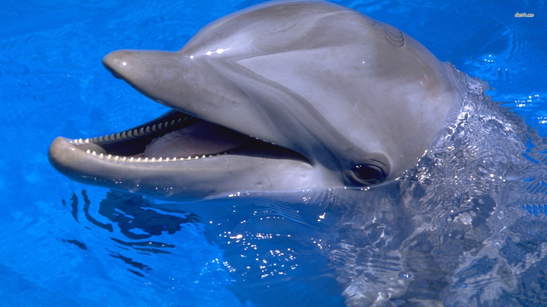 delfines fondo de pantalla para iphone,delfín nariz de botella común,delfín,delfín común de pico corto,delfín nariz de botella,mamífero marino