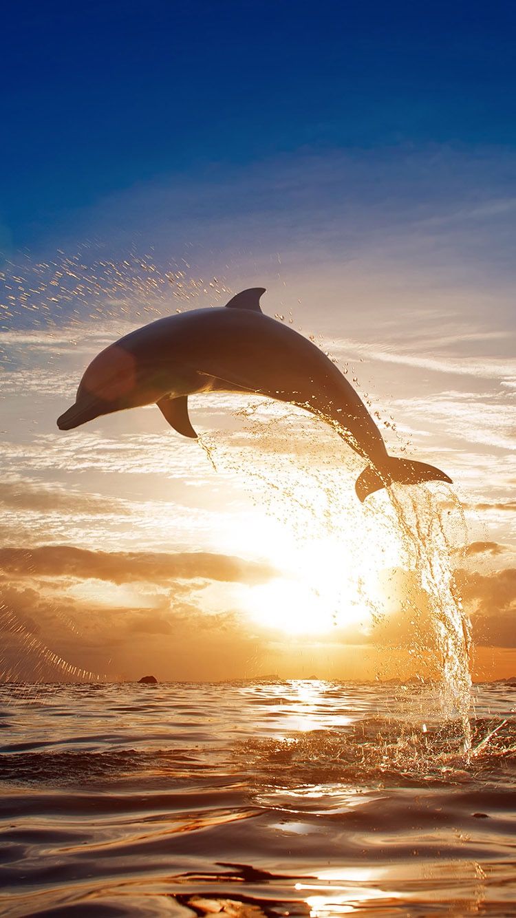 delphin iphone wallpaper,delfin,tümmler,gemeiner tümmler,meeressäugetier,springen