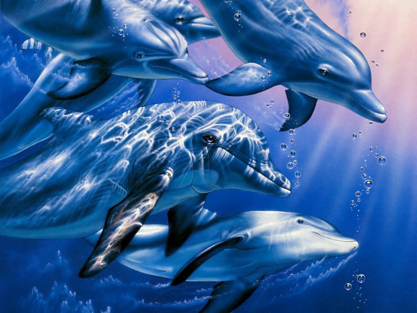 dolphin wallpaper free download,dolphin,common bottlenose dolphin,short beaked common dolphin,bottlenose dolphin,marine mammal