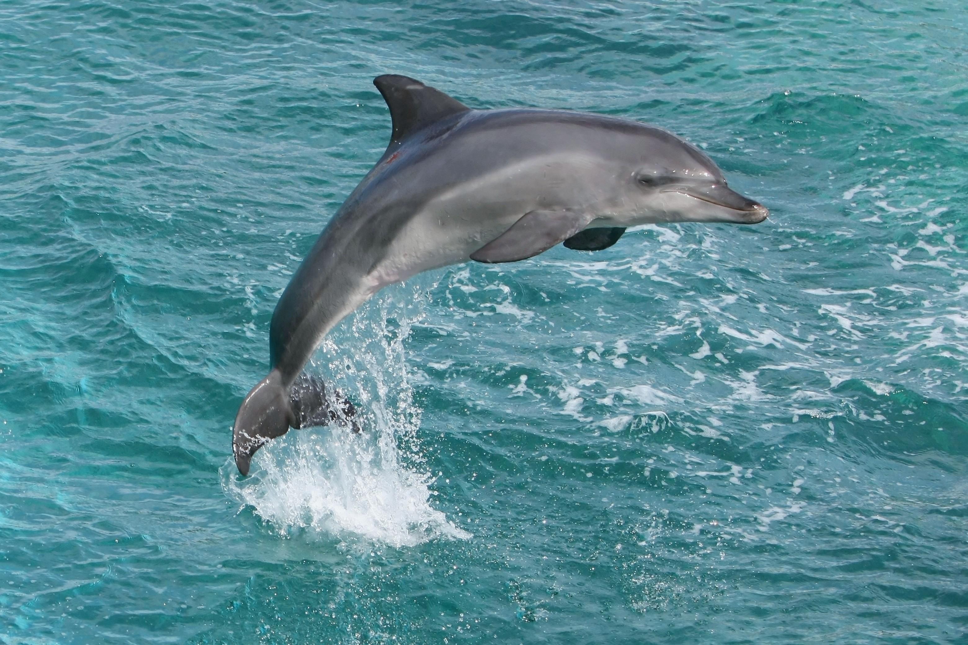 dolphin wallpaper free download,vertebrate,common bottlenose dolphin,short beaked common dolphin,dolphin,bottlenose dolphin