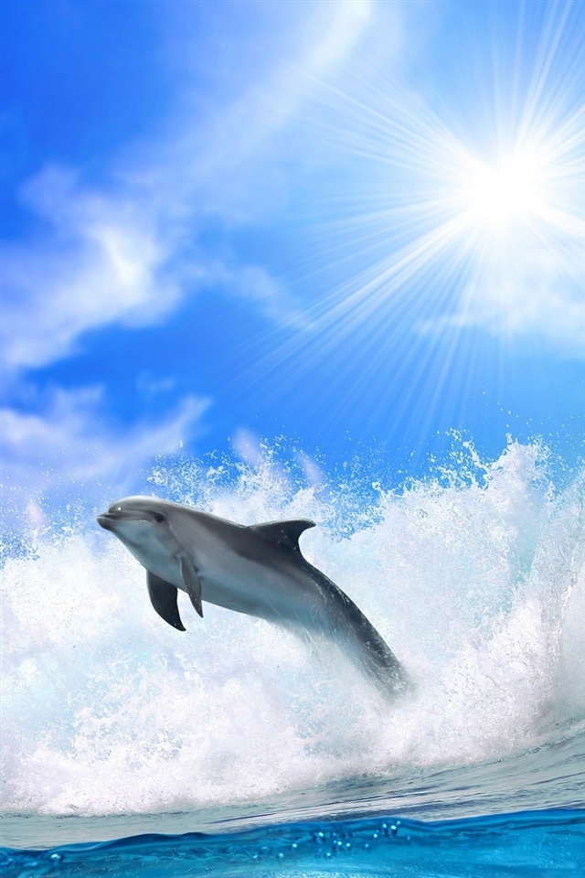 dolphin iphone wallpaper,dolphin,bottlenose dolphin,marine mammal,cetacea,fin