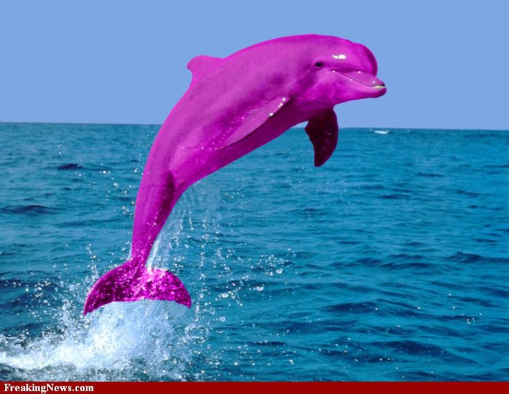 rosa delphin tapete,delfin,gemeiner tümmler,tümmler,meeressäugetier,kurzschnabel delphin