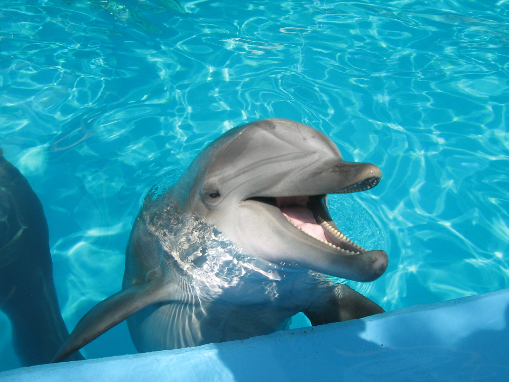 rosa delphin tapete,gemeiner tümmler,delfin,kurzschnabel delphin,tümmler,meeressäugetier