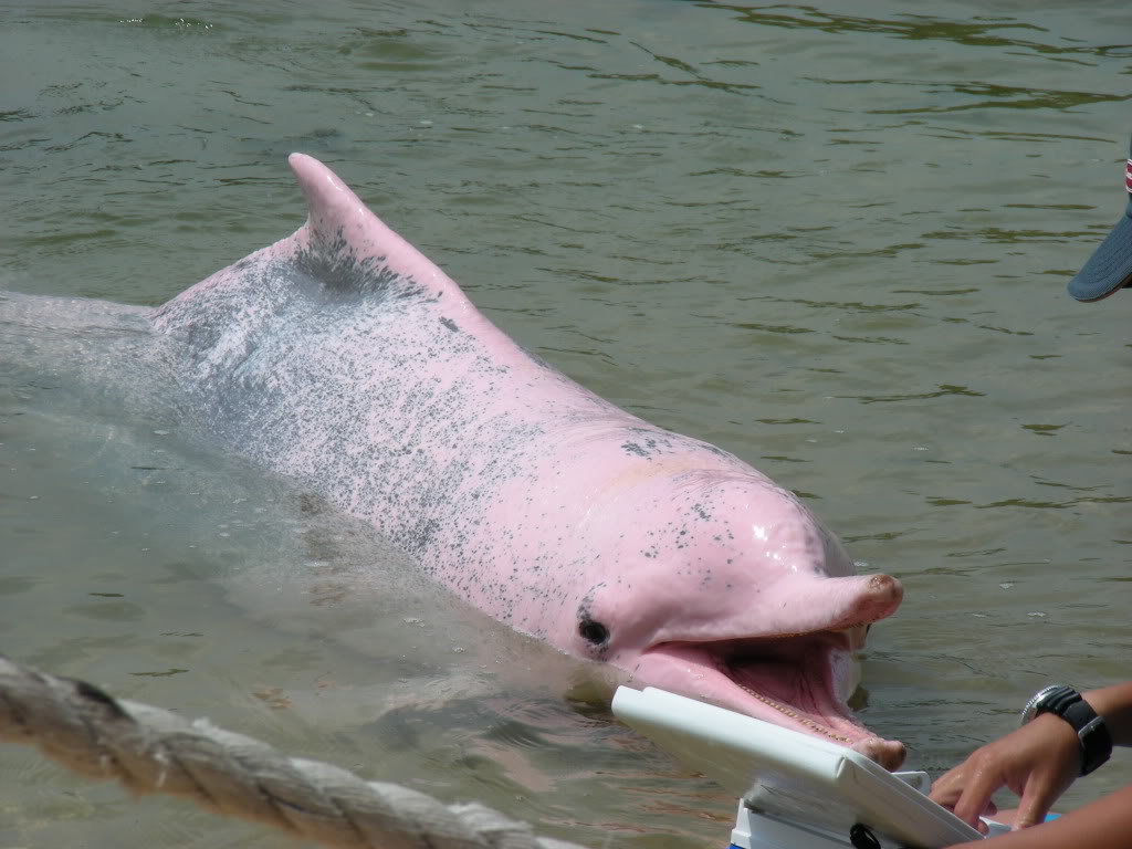 papel pintado delfín rosado,mamífero marino,delfín,delfín nariz de botella común,boca,delfín nariz de botella