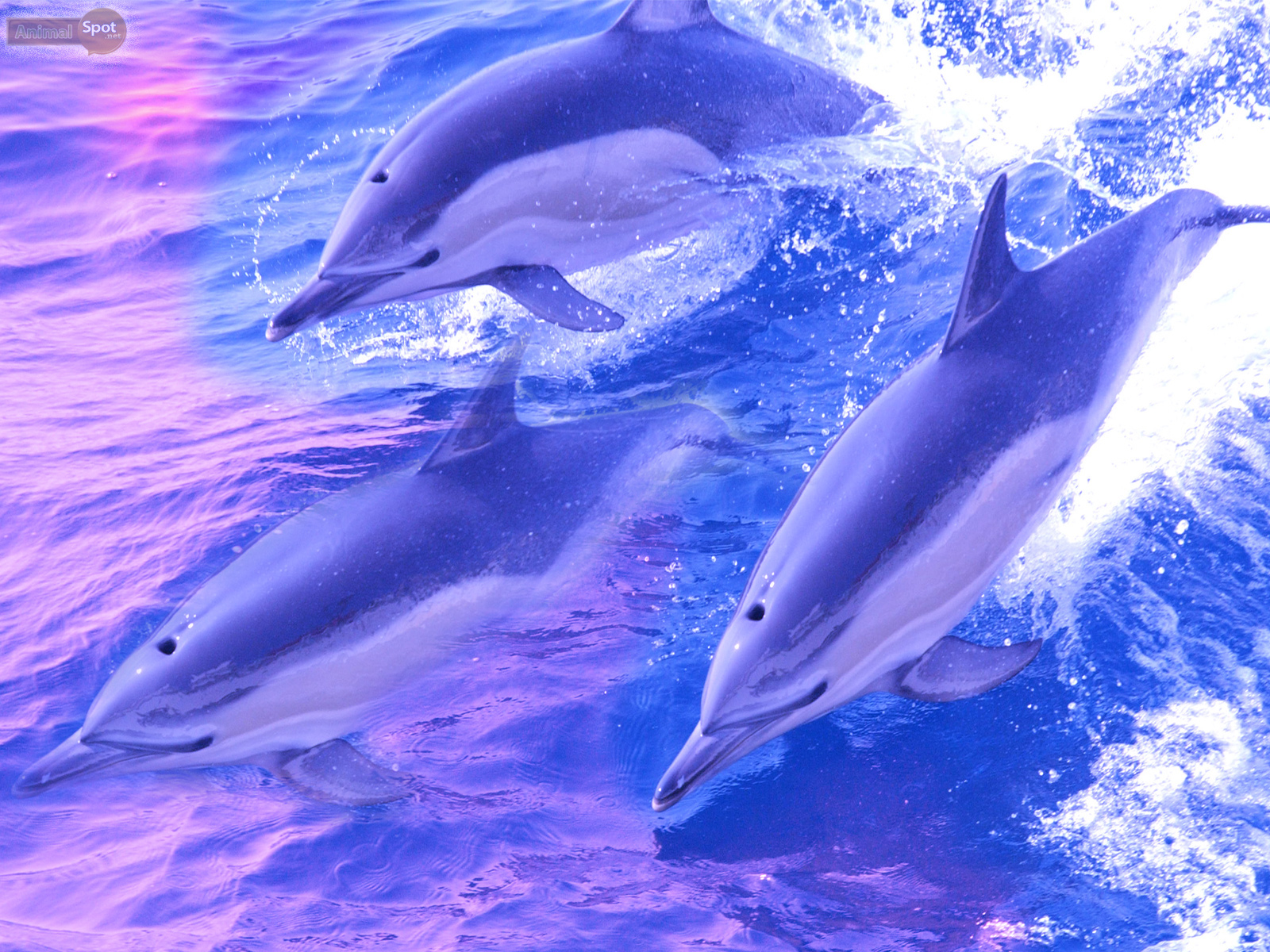 cute dolphin wallpapers,dolphin,common bottlenose dolphin,short beaked common dolphin,marine mammal,bottlenose dolphin