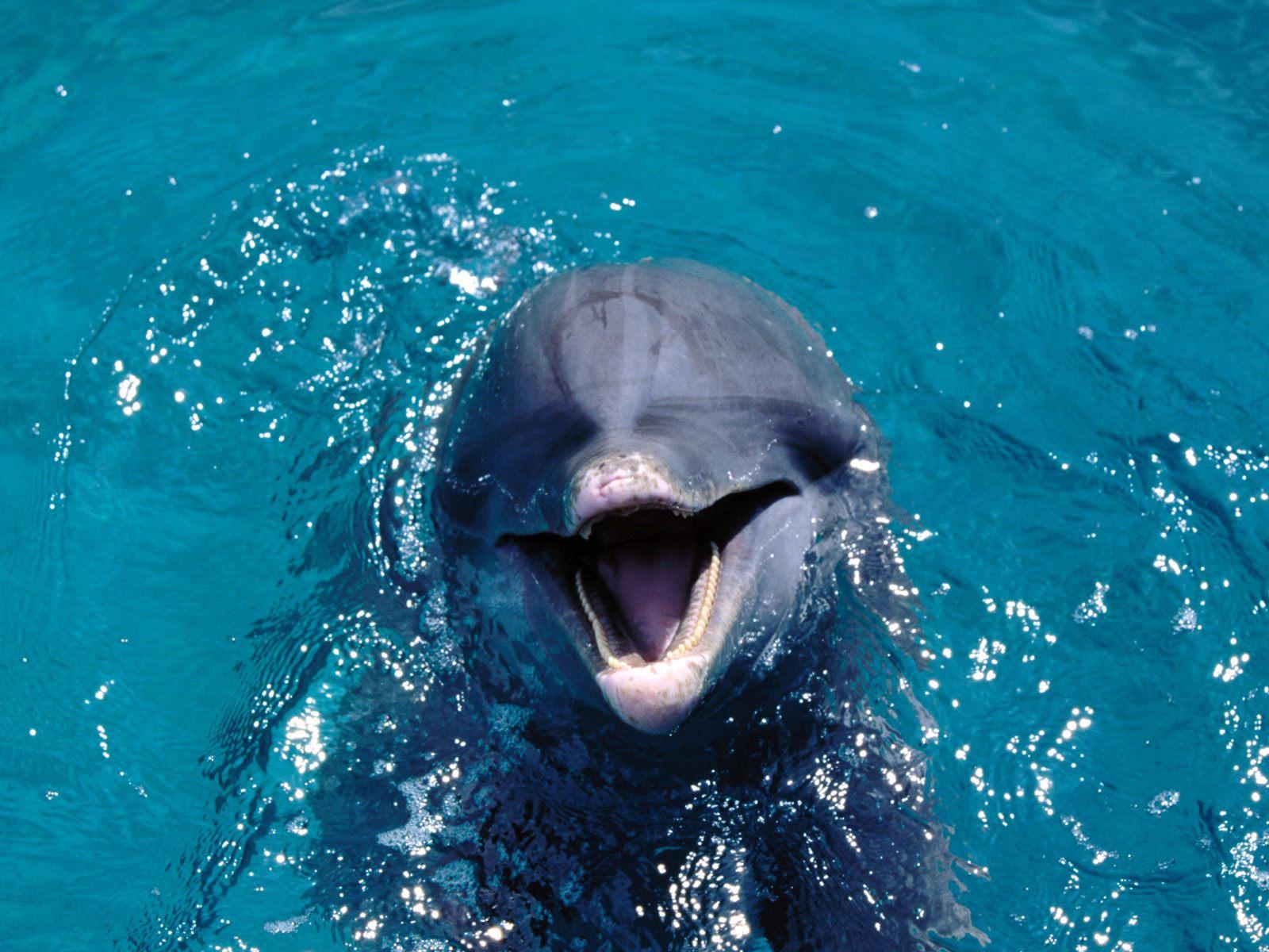 fondos de pantalla de delfines gratis,delfín nariz de botella común,delfín,delfín nariz de botella,mamífero marino,delfín común de pico corto