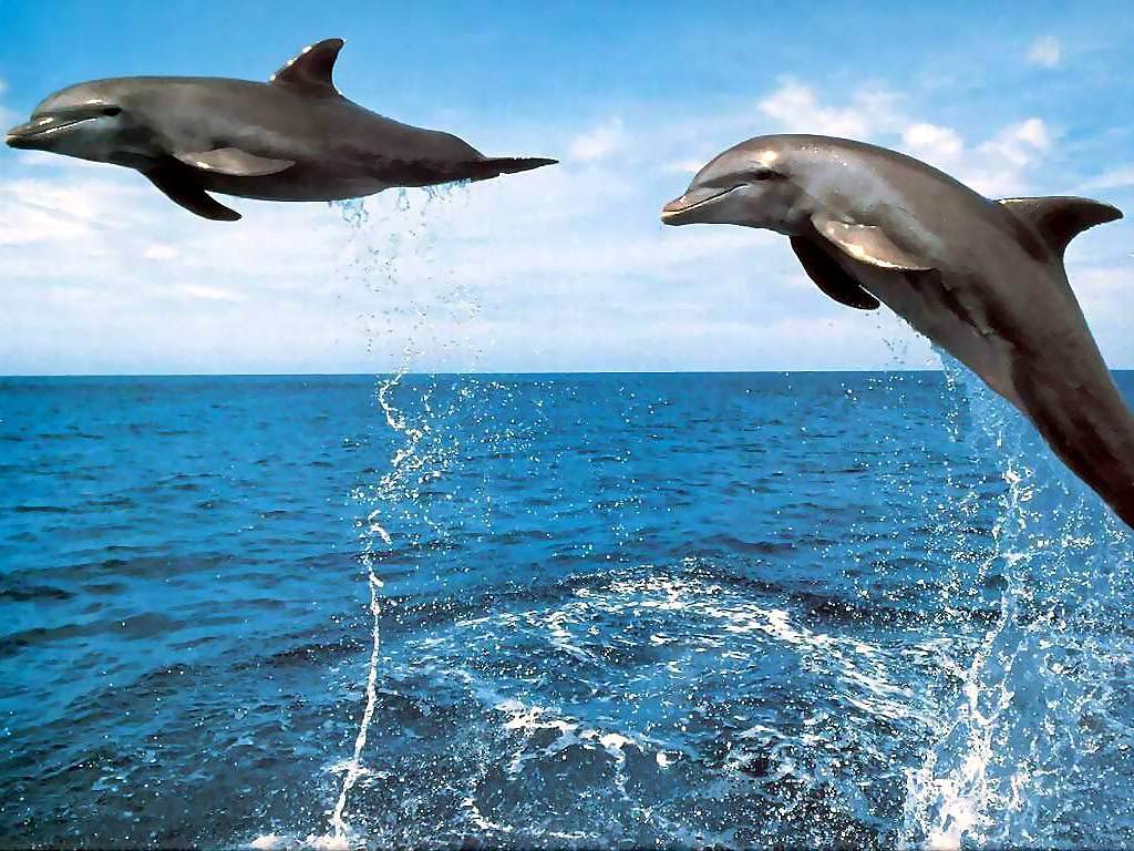 dolphin wallpapers free,common bottlenose dolphin,dolphin,vertebrate,short beaked common dolphin,bottlenose dolphin