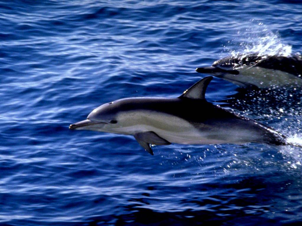 fondos de pantalla de delfines gratis,delfín común de pico corto,delfín,delfín nariz de botella,delfín nariz de botella común,mamífero marino