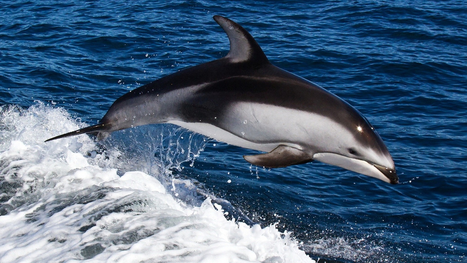 delfino wallpaper hd,delfino,delfino comune dal becco corto,mammifero marino,delfino di tursiope comune,delfino tursiope